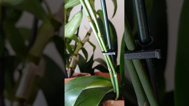 I Keiki Delle Orchidee (Cosa Sono, Come Curarli e Come Staccarli) смотреть онлайн