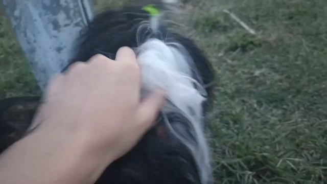 🐶Кевин играет с палочкой🐶 смотреть онлайн