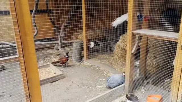 Vinnitsa Zoo mini Ukraine Винницкий зоопарк Минни Украина смотреть онлайн