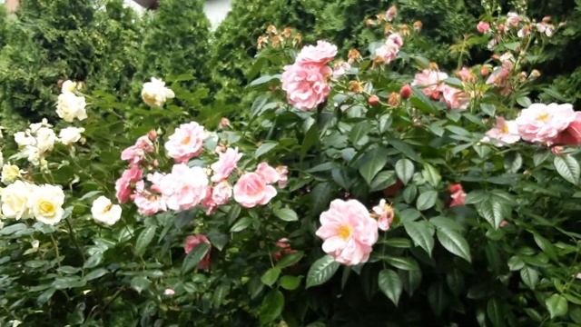 Троянда Камелот ,паркова #роза #camelot #мійсад #київ #україна2022 смотреть онлайн
