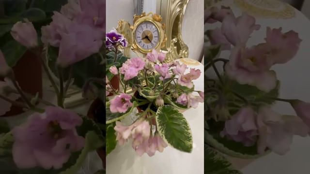 Любимые фиалки смотреть онлайн