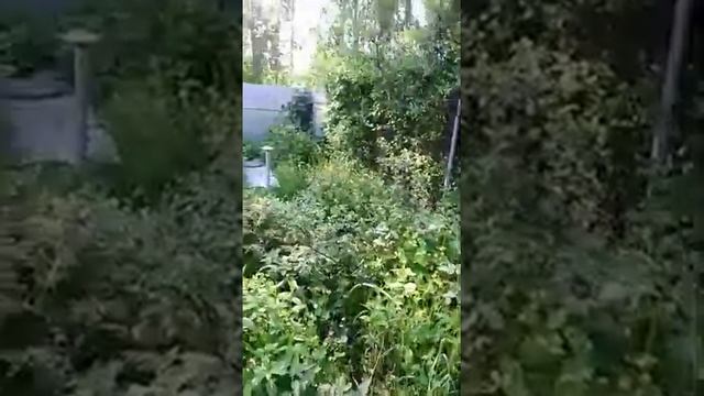 Ужасы Мирона. СНТ Микрон 18