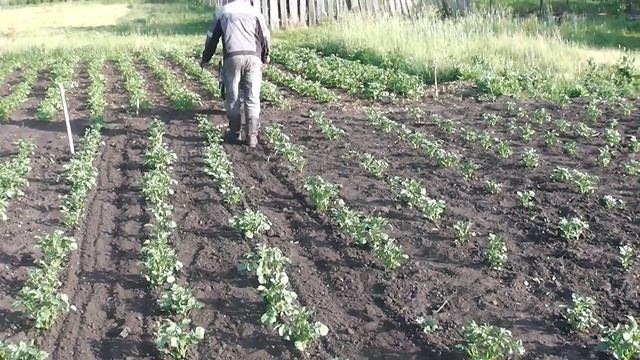 Плоскорез-2:одноногий "Шайтан"в картофельных междурядьях смотреть онлайн