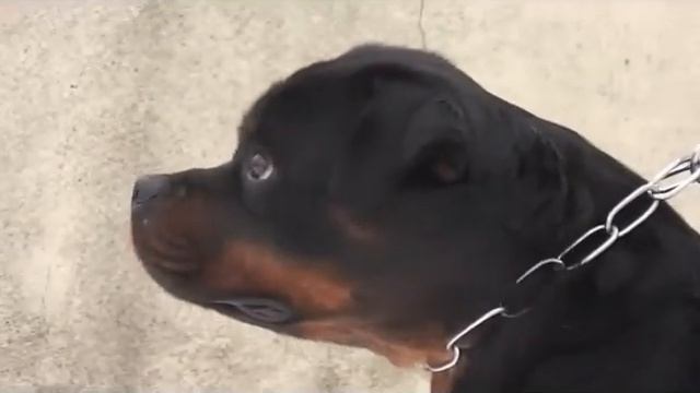 baronessa смотреть онлайн