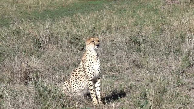 How Fast Can A Cheetah Run – Cheetah Speed