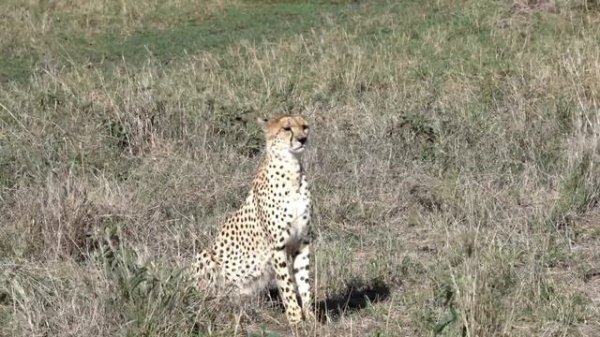 How Fast Can A Cheetah Run – Cheetah Speed
