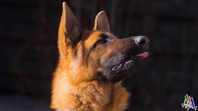 Бывший зэк хотел овчарку украсть, а в итоге фальцетом запел! смотреть онлайн