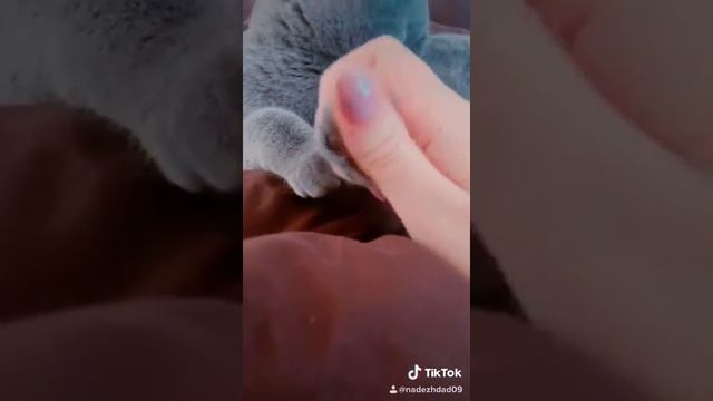 Кошка плюшевая, как игрушка, британец смотреть онлайн