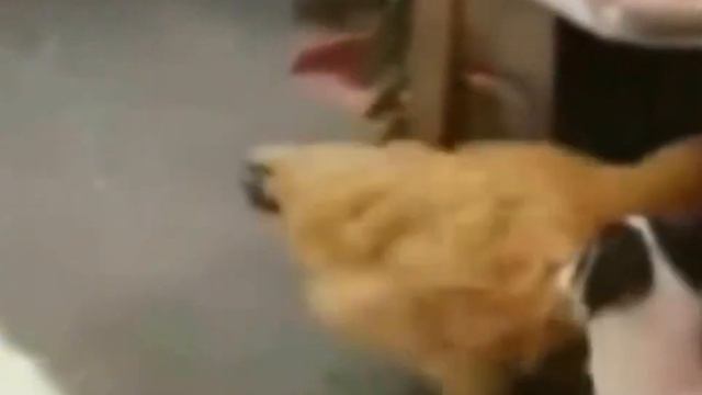 *Захватывающее и Интересное видео!!!* Посмейтесь от души. смотреть онлайн