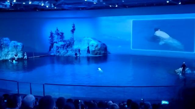 Chicago Shedd Aquarium