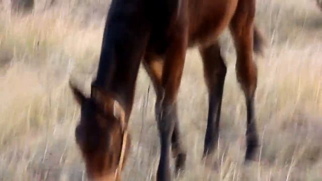 Орловские Рысаки пасутся на лужайке! 2 смотреть онлайн