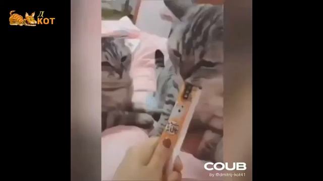 забавные котики смотреть онлайн