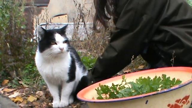 НАШ ОГОРОД, УРОЖАЙ. СРЕЗАЮ ПЕТРУШКУ. ?ПУШОК ПОМОГАЕТ. РАБОТАЮ. ПОКРАСИЛИ ОКНА И ДВЕРИ. ?БИМ И ТУЗИК