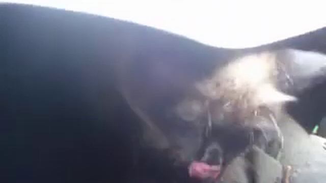 сиамка смотреть онлайн