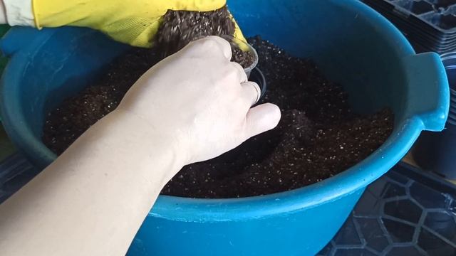 Пересадка петунии тайдал/ Пересаживаю и болтаю/ смотреть онлайн