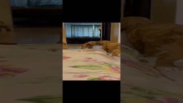 27-10-2023 кормешка ? смотреть онлайн