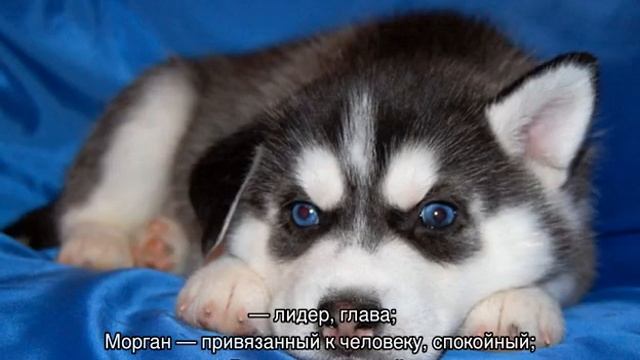 Клички для собак хаски мальчиков и девочек смотреть онлайн