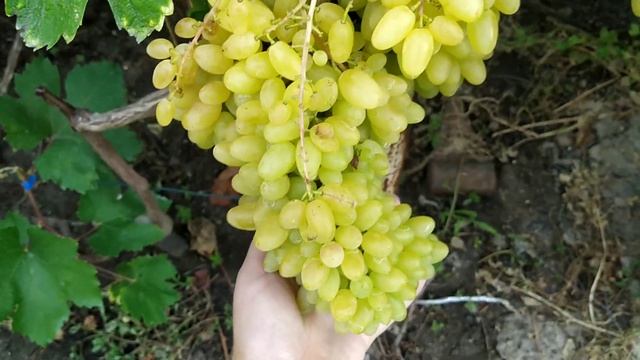 Гелиодор киш-миш виноград с очень большими кистями на 18.08.22. Теплова Татьяна+380956118435 смотреть онлайн