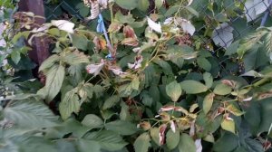 Малина ремонтантная. Как правильно обрезать? 2 способа обрезки