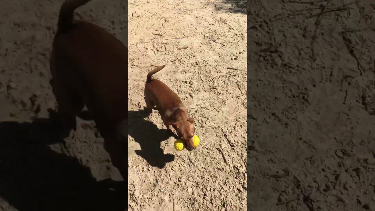 Гуляем с Риччи #dog #гуляемссобакой #прогулка #лето2024 смотреть онлайн