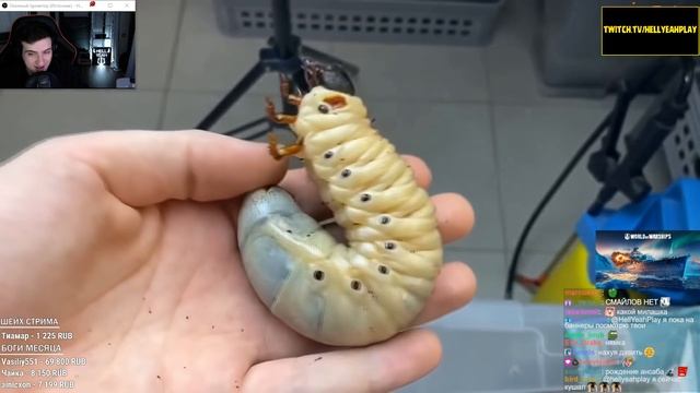 ЖИЗНЕННЫЙ ЦИКЛ ЖУКА-ГЕРКУЛЕСА // РЕАКЦИЯ HELLYEAHPLAY смотреть онлайн