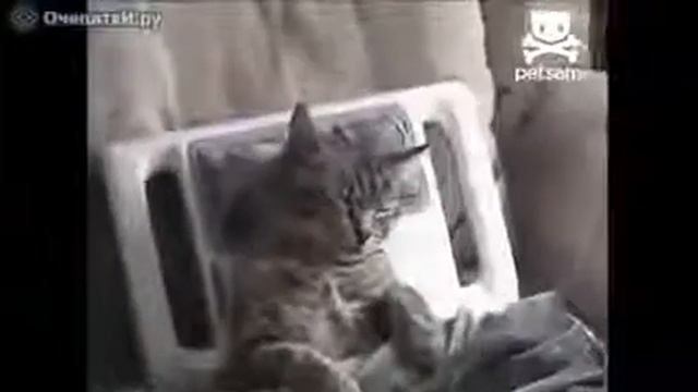 Кот на седьмом небе, зачем хозяин, если есть это смотреть онлайн