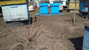 Профилактическая подкормка Апимаксом