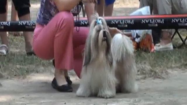 кобели чемпионы, сравнение кобелей смотреть онлайн