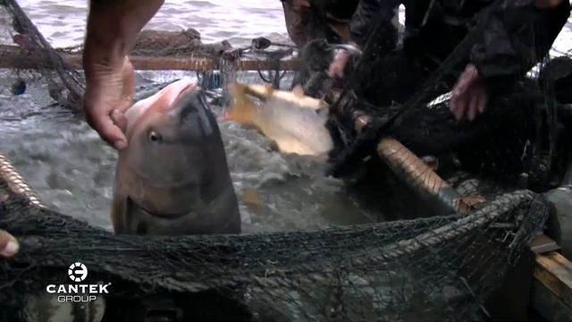 Хранение - залог успеха - рыба смотреть онлайн