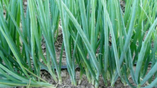 Правильные подкормки лука, посаженного под зиму, и получить в итоге крупные луковицы с кулак смотреть онлайн