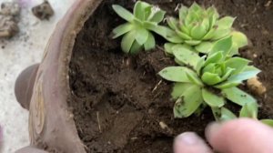 Молодило или Каменную розу сажаю в горшок. Временно! Милая композиция!