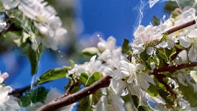 Шаховская цветущая смотреть онлайн
