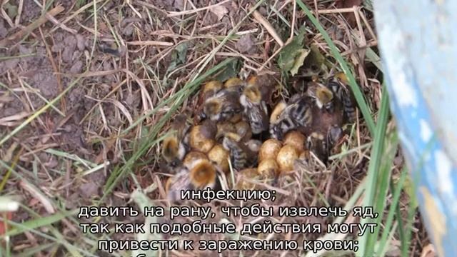 Укус шмеля смотреть онлайн