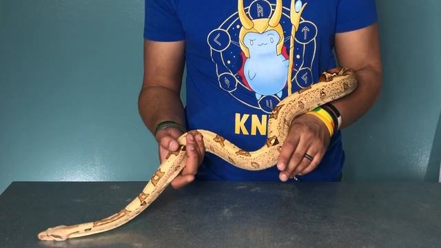 Basic Intro to Boa Constrictor Morphs смотреть онлайн
