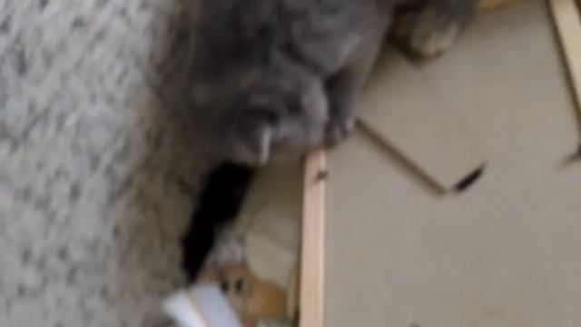 Васька спит кошка и котята смотреть онлайн