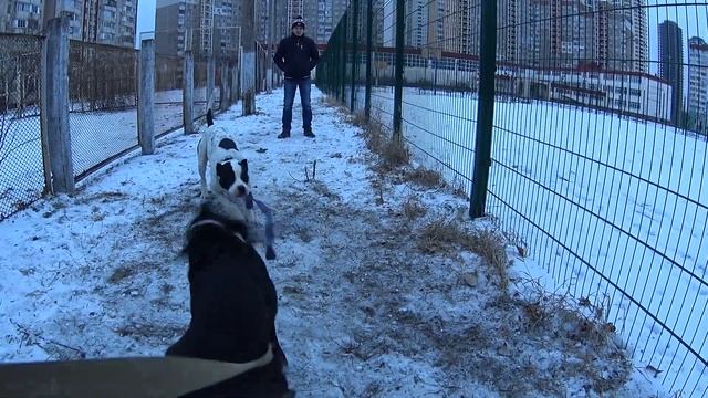 Перетяжки Питбулей / Питбуль и Стаффорд / Активные собаки смотреть онлайн