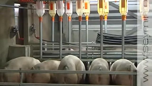 «Мираторг» наращивает производство в Курской области смотреть онлайн