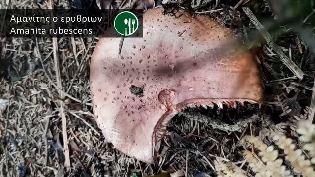 Μανιταροκυνήγι στην Εύβοια, μέρος Β - Mushroom hunting at Evia, part Β смотреть онлайн