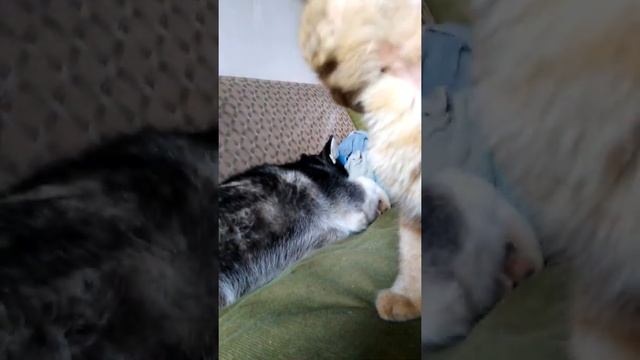 Магия ресниц в каждом шарике