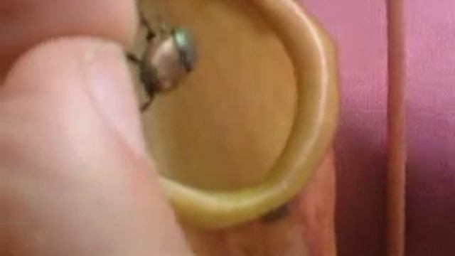 Nepenthes X.ventrata Eats Medium Beetle