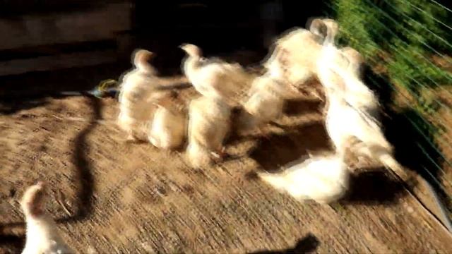 Содержание бройлерных Индюков Хайбрид Конвертер. Индюшатам 41 день. Июнь 2020. смотреть онлайн