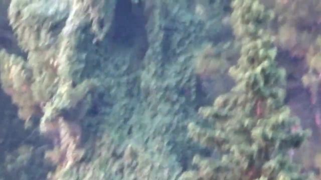 Абхазия. Красивое сплетение растений. смотреть онлайн