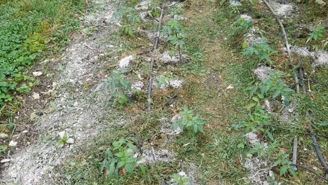 235/ Обзор моего сада,огорода на 22 мая 2023 смотреть онлайн