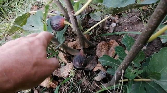 Инжирные капризы. Инжир зреет, НО... 19 09 2021 смотреть онлайн