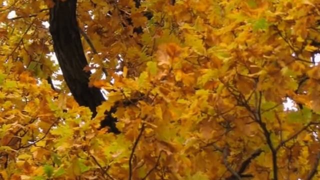 Полонез для И.А. Бодуэна де Куртенэ, Рубен Саркисян смотреть онлайн