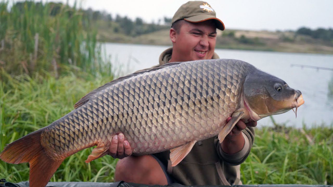 ПРОМО. ТРОФЕЙНЫЙ КАРПФИШИНГ ОСЕНЬЮ НА ДИКАРЕ! смотреть онлайн