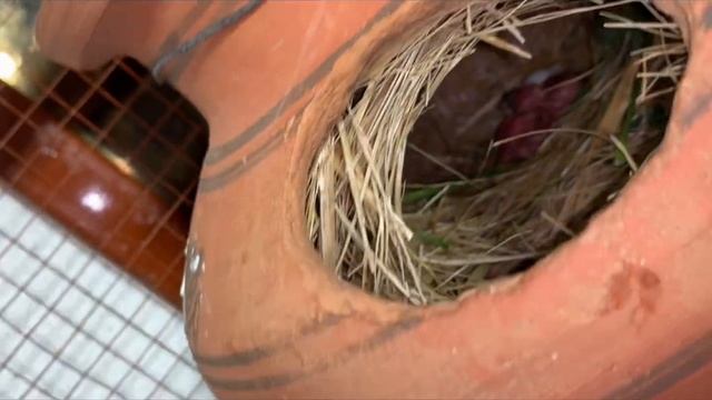 Fawn java,albino java Season 1st breed alhamdullilah 100% result #08 |Albino java| |Fawn java breed смотреть онлайн