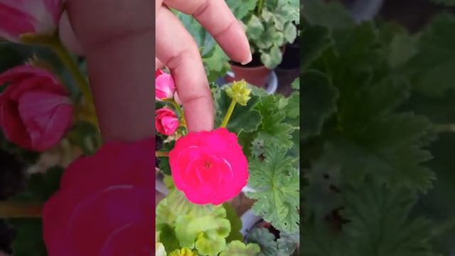 Пеларгонии смотреть онлайн