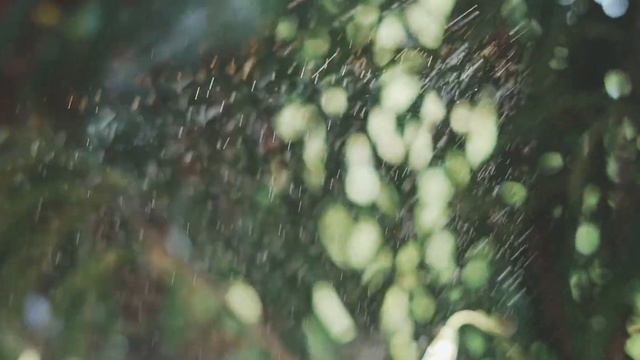 Planeta Sano | Manuel Antonio, Costa Rica смотреть онлайн