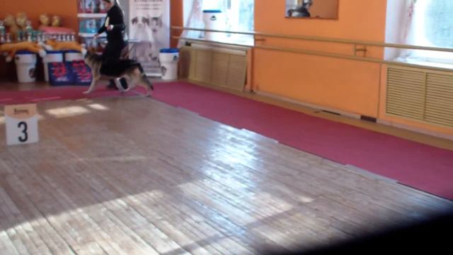 Тула 21.01.2024 МОНО ВЕО сука ветеран Вео Росс Глория bestdog.mybb.ru смотреть онлайн